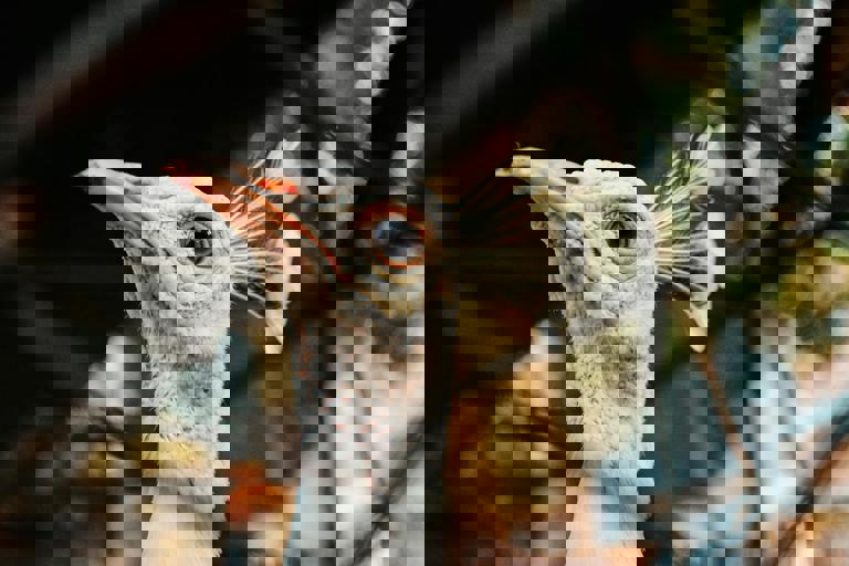 Rare Bird Sighting Draws Nature Enthusiasts to Urban Park